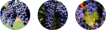 blob.png