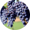 blob.png