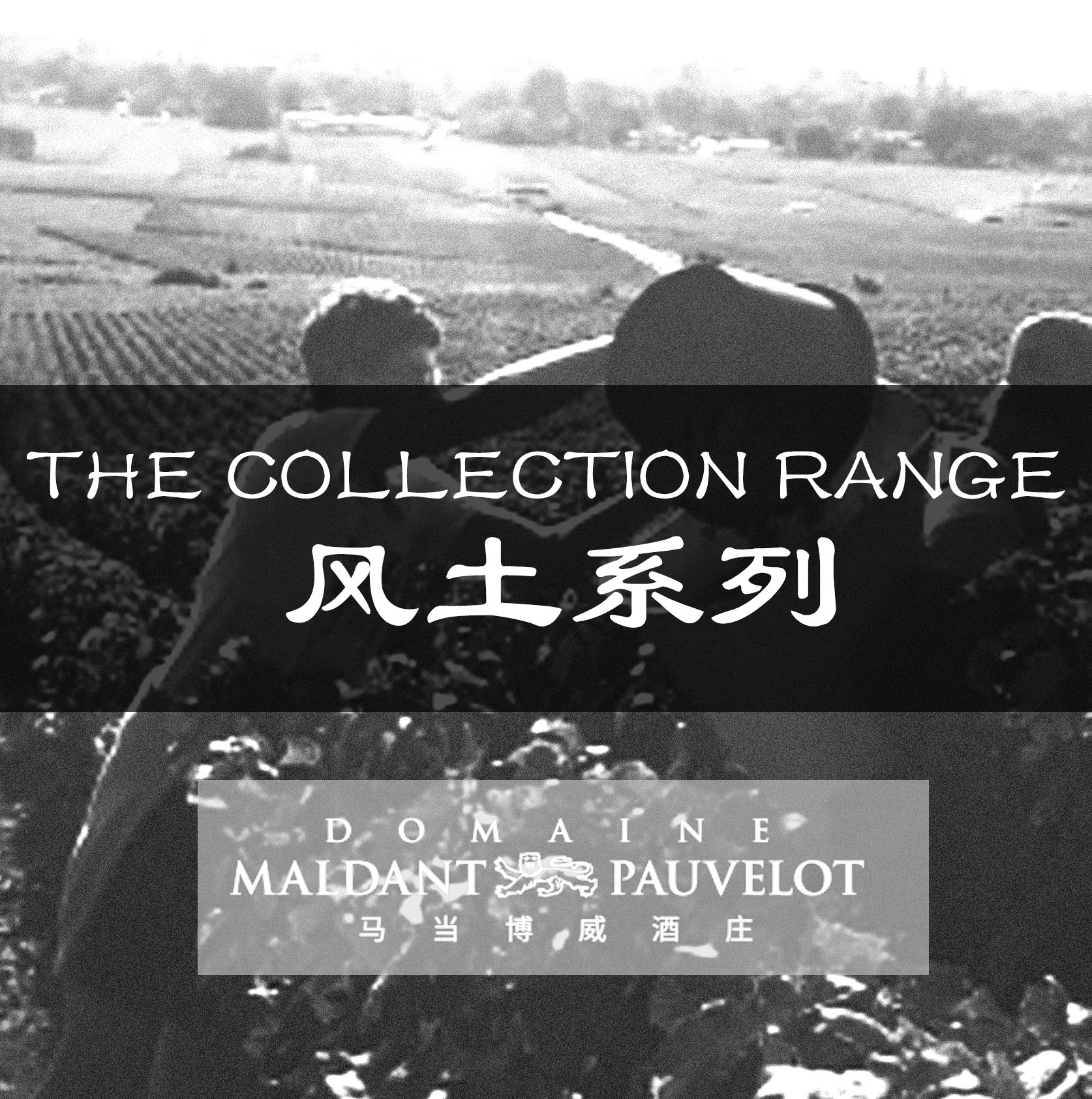 THE COLLECTION RANGE