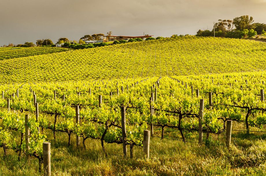 Vineyards-mclaren-vale-alamy-920x609.jpeg